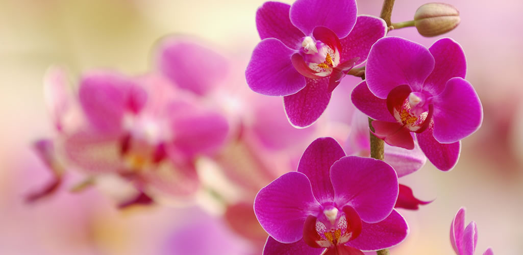 Orquídeas: todo lo que debes saber sobre ellas y cómo cuidarlas