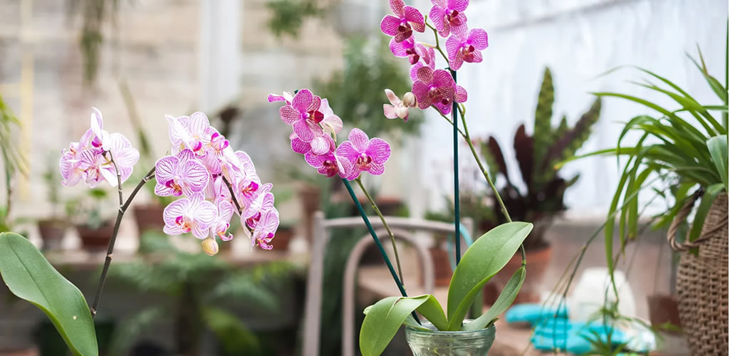 ¿Cómo cuidar las Orquídeas? 6 tips para conservarlas increíbles