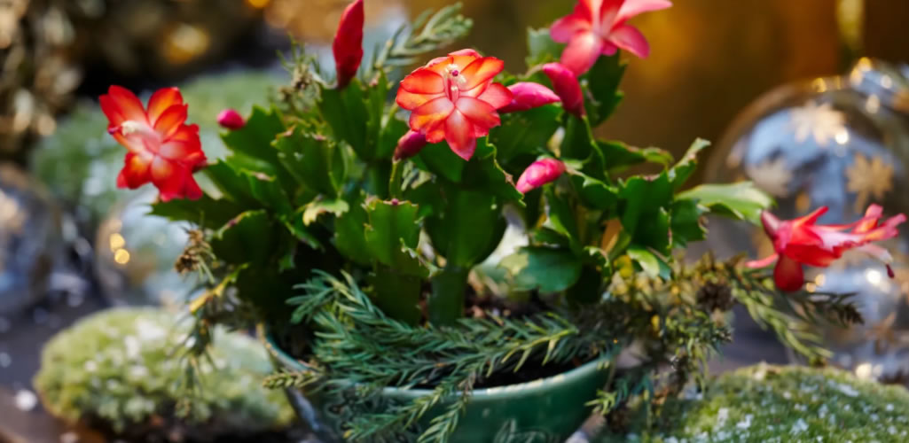 Cactus de Navidad: la planta favorita de las redes sociales