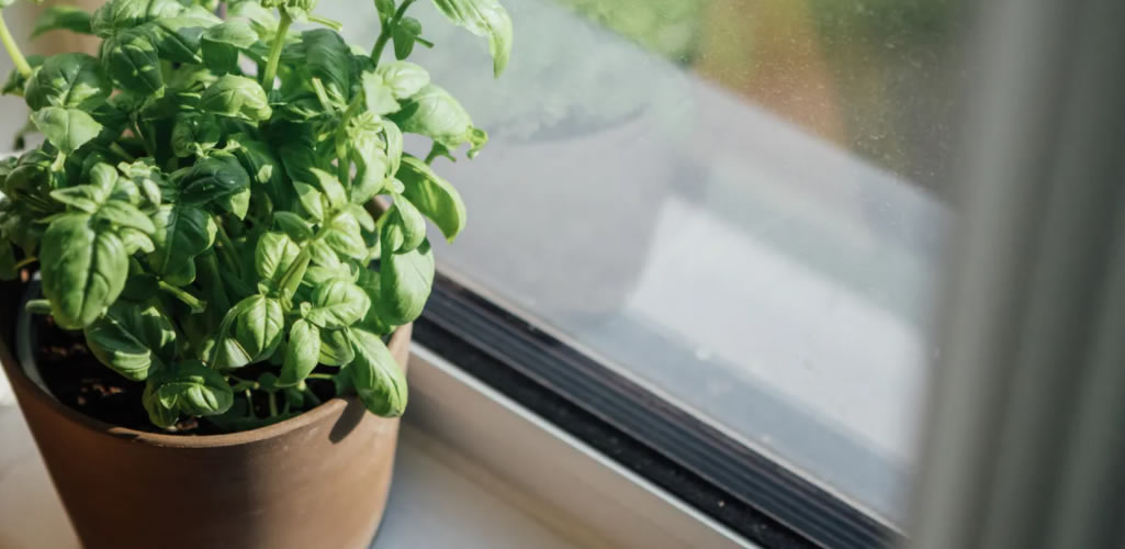 Hierbabuena, una planta básica que no puede faltar en tu casa