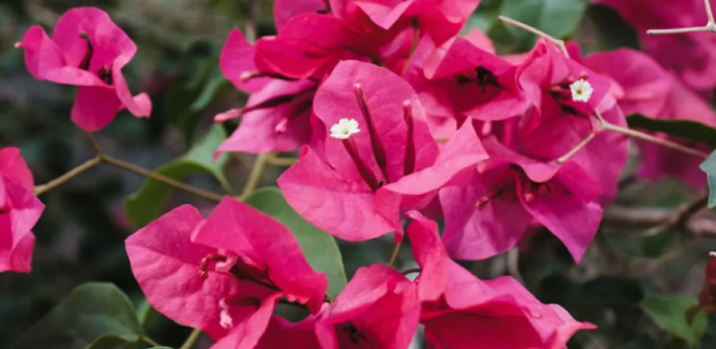 Bugambilia: estos son las propiedades de esta hermosa planta trepadora