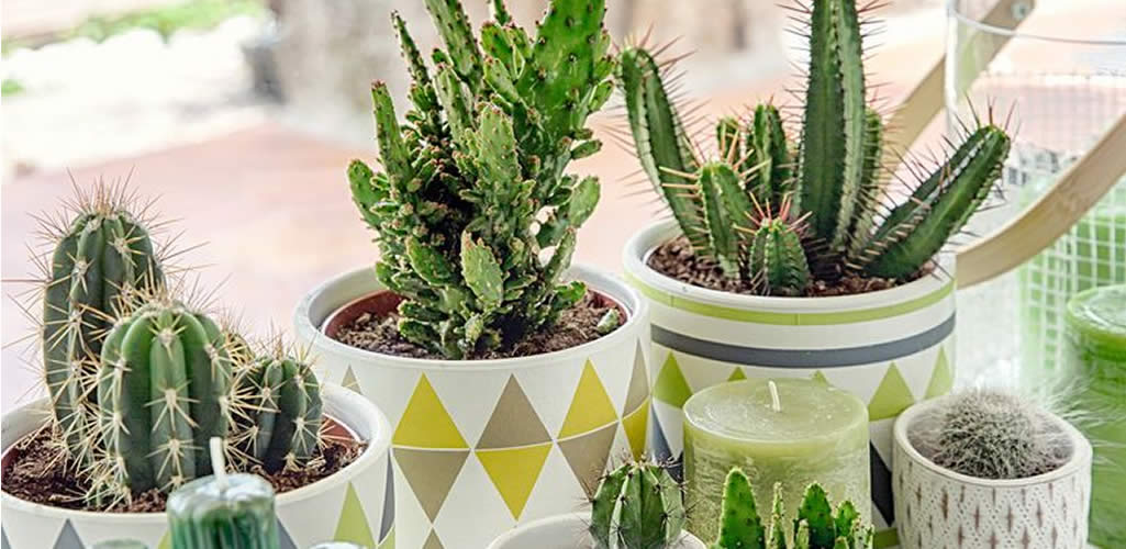 Todo sobre los cactus: cuidados, tipos, beneficios y cómo decorar con ellos
