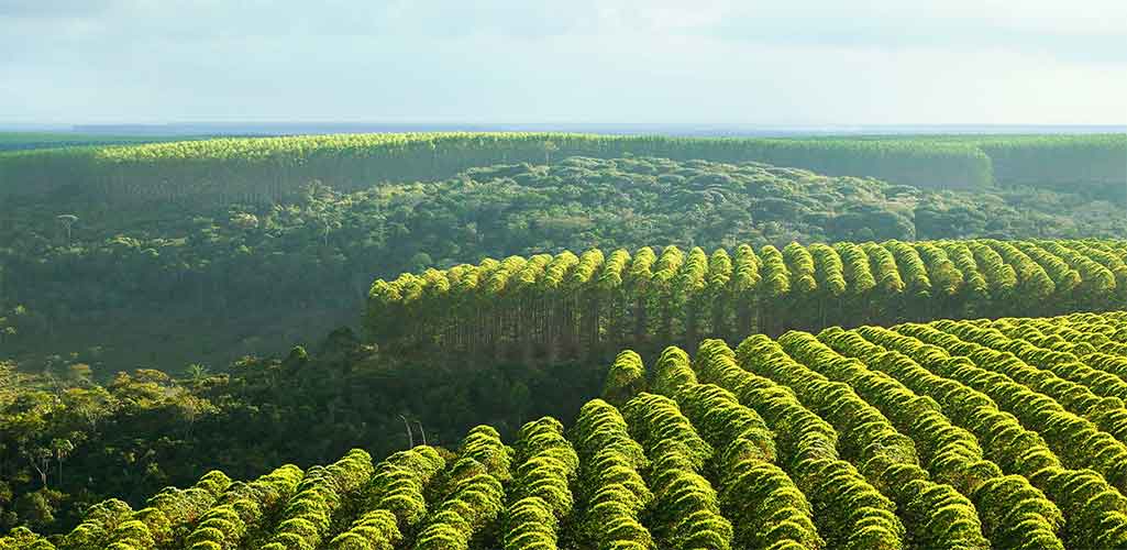 Novopan del Ecuador posee un Patrimonio forestal de más de 7.400 hectáreas